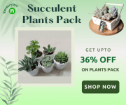 Succulent plants offers