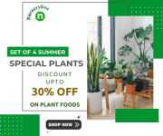 Nurserylive Summer Special Plants