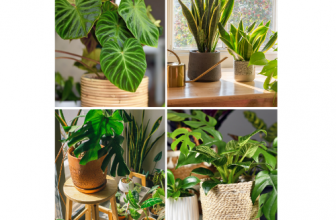 Flat 30% OFF on indoor plants – fresh & eco-friendly 🌿