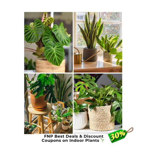 Flat 30% OFF on indoor plants – fresh & eco-friendly 🌿