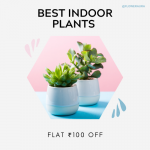 FLOWERAURA-FLAT ₹100 OFF