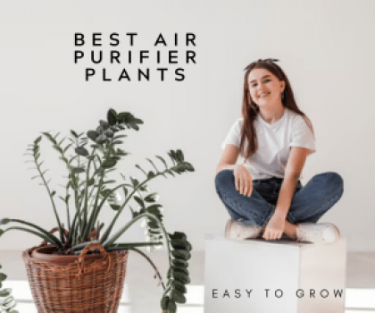 Nurturing Green-Upto 35% off on Air Purifying Plants