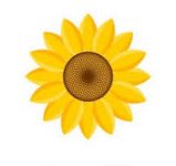 SUNFLOWER -Flat 15% Off