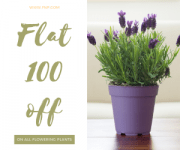 FNP Flat 100 off on all flowering plants