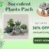 Nurserylive- Save 12% OFF On Set of 4 Summer Special Plants