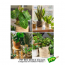 FNP Indoor Plants best Deals & Discount Coupons