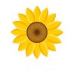 SUNFLOWER -Flat 15% Off