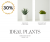 Nurturing Green-Up To 30% OFF Ideal Plants For Home & Living