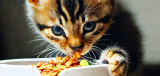 Top 10 Best Selling Cat Foods in India